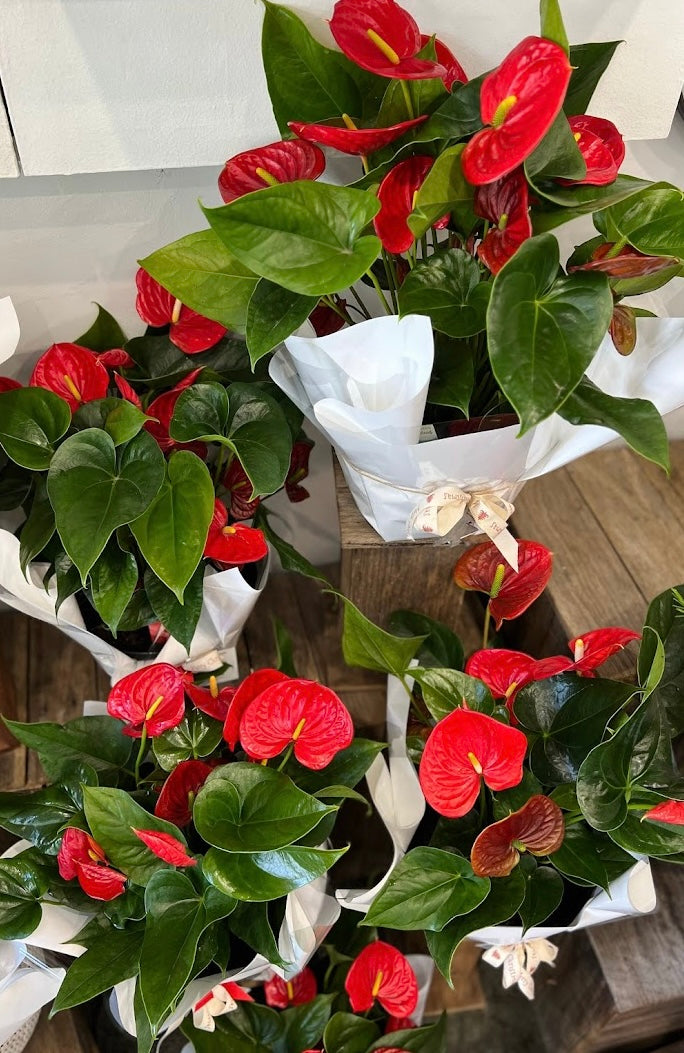 anthurium lace leaf Anthurium Laceleaf Plant – Abricot Florist