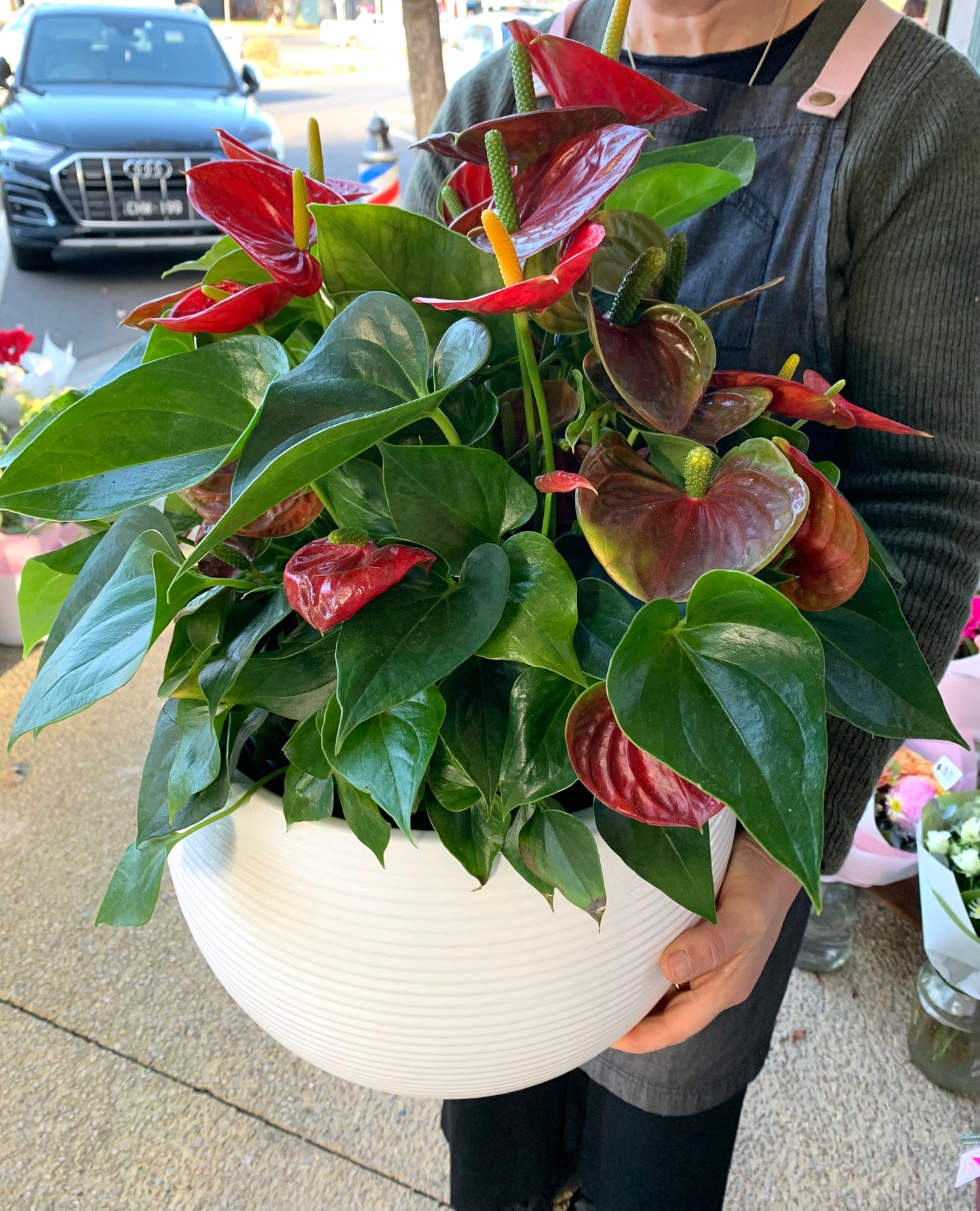 Anthurium Laceleaf Premium Plant in Ceramic Pot