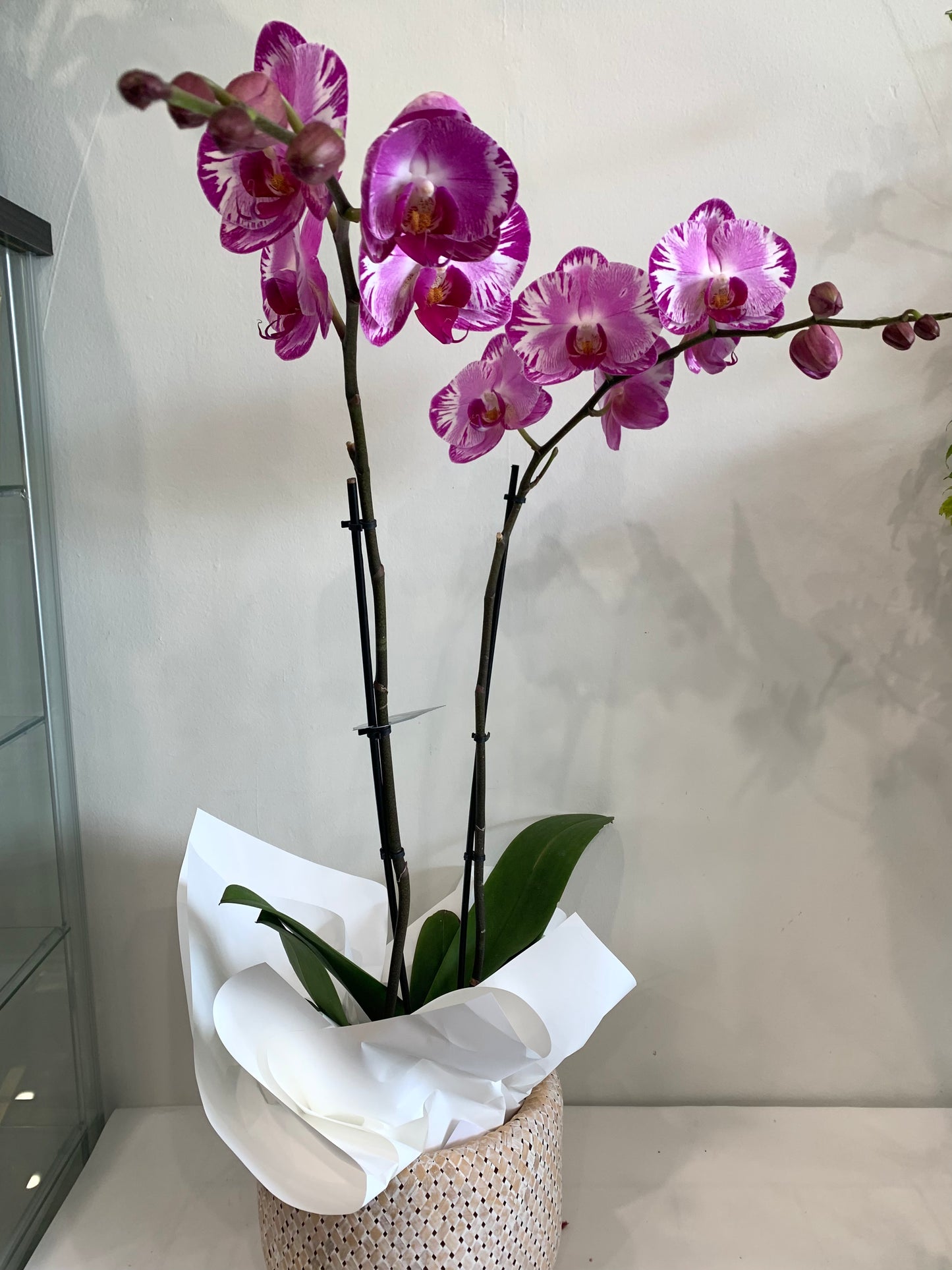Premium Double Spike white Phalaenopsis Orchid in basket