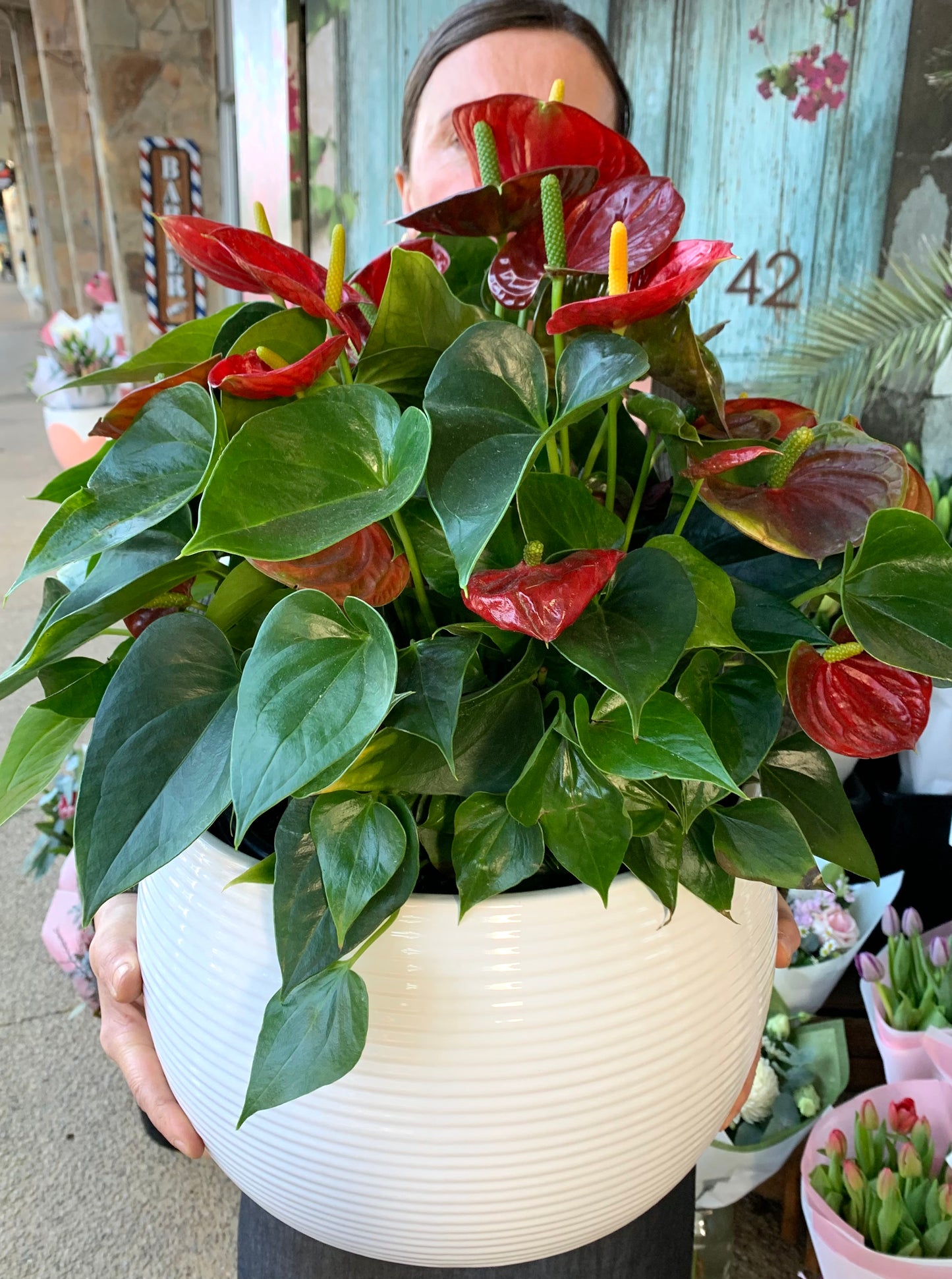 Anthurium Laceleaf Premium Plant in Ceramic Pot