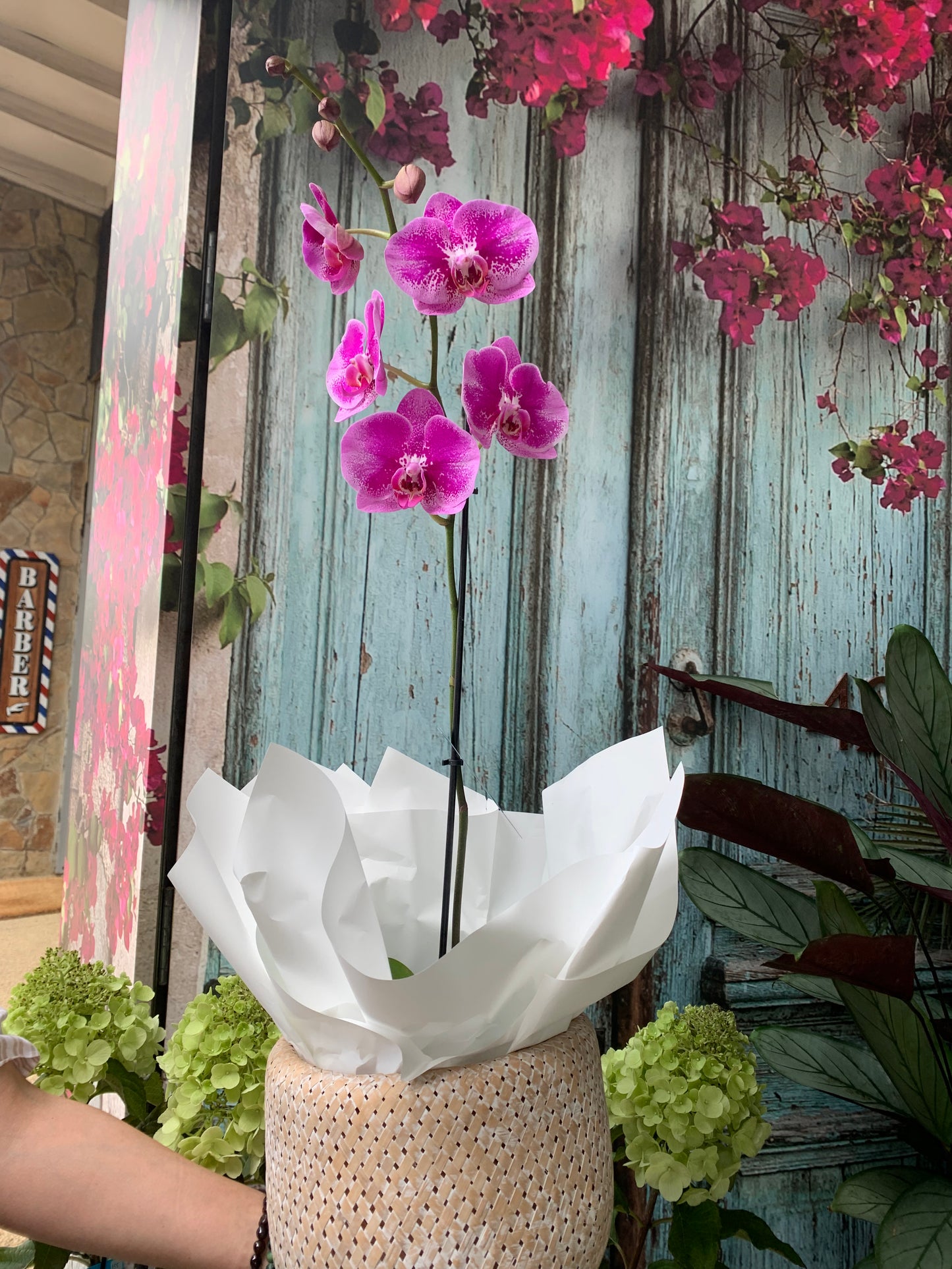 Phalaenopsis Orchid plant in basket