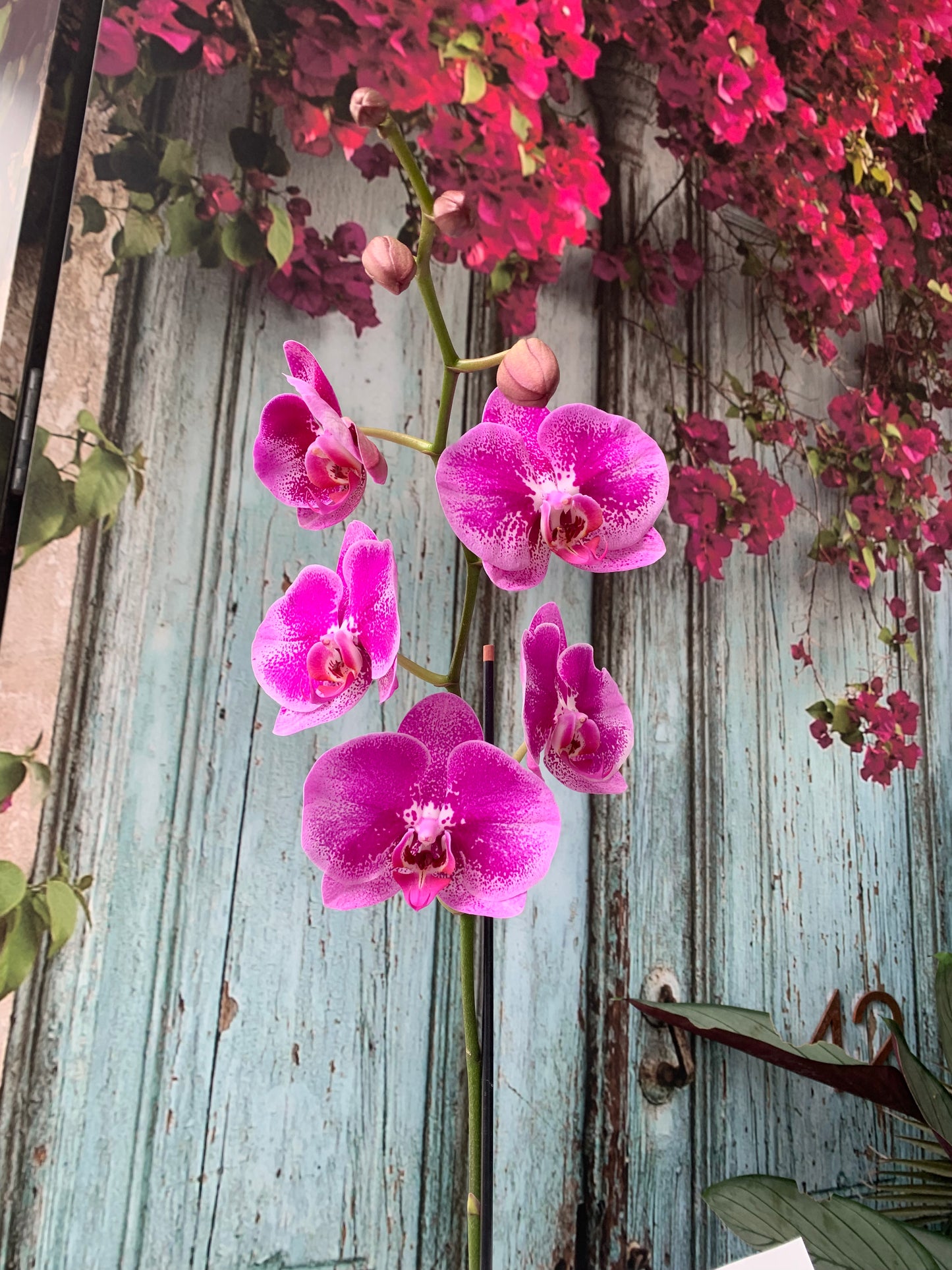 Phalaenopsis Orchid plant in basket