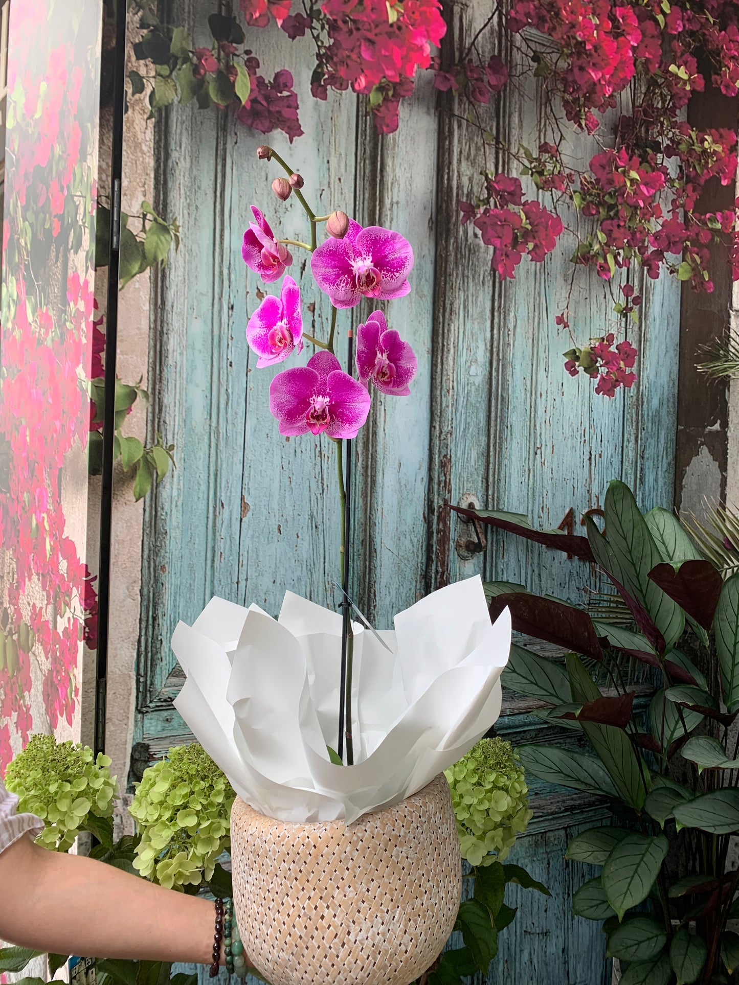 Phalaenopsis Orchid plant in basket