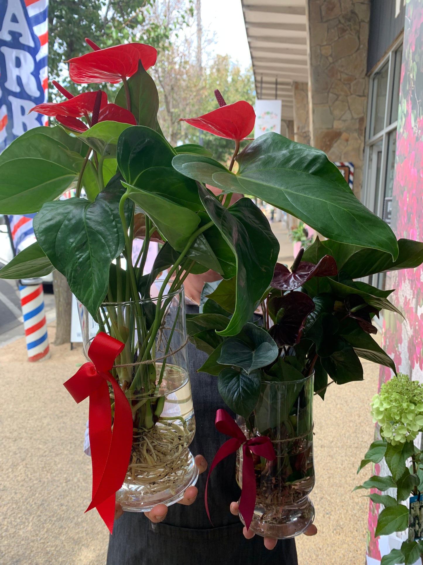 Anthurium plant in a glass vase