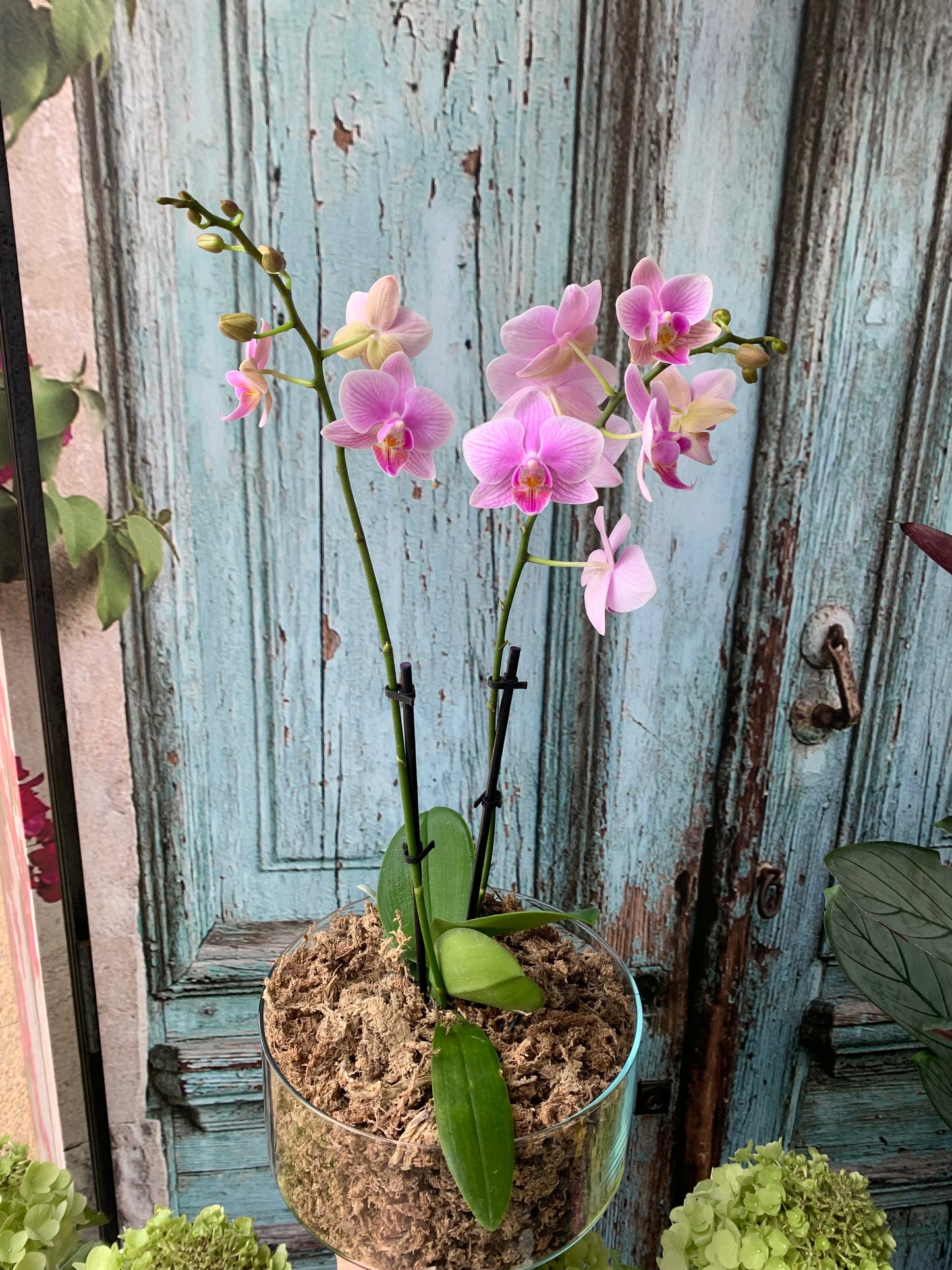Premium Phalaenopsis
Orchid in glass container