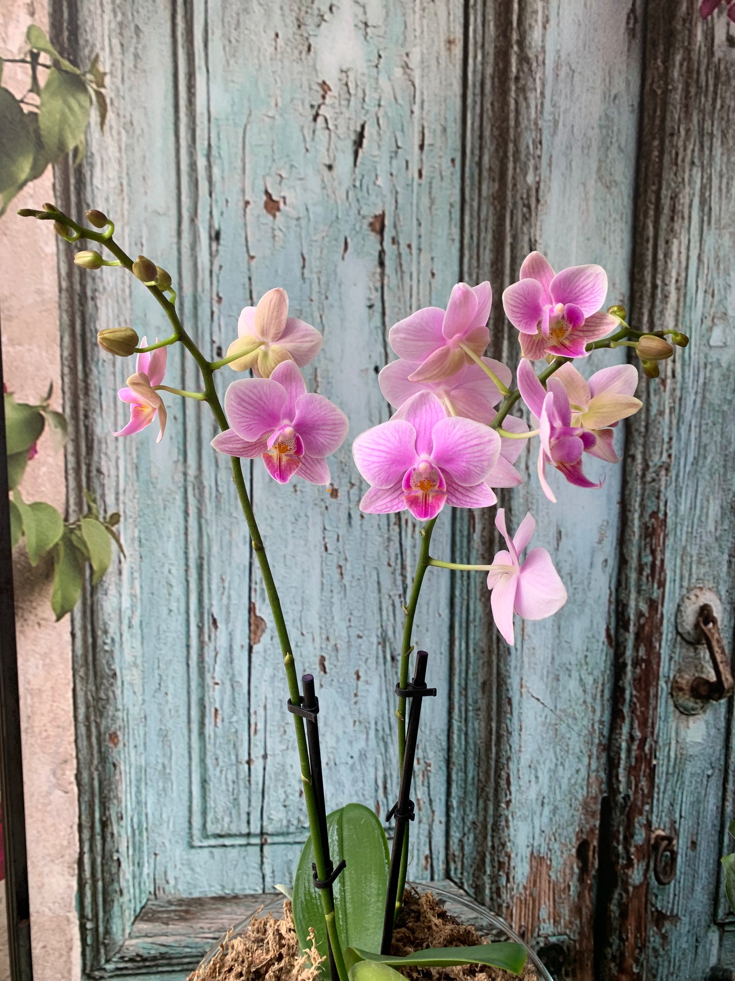 Premium Phalaenopsis
Orchid in glass container