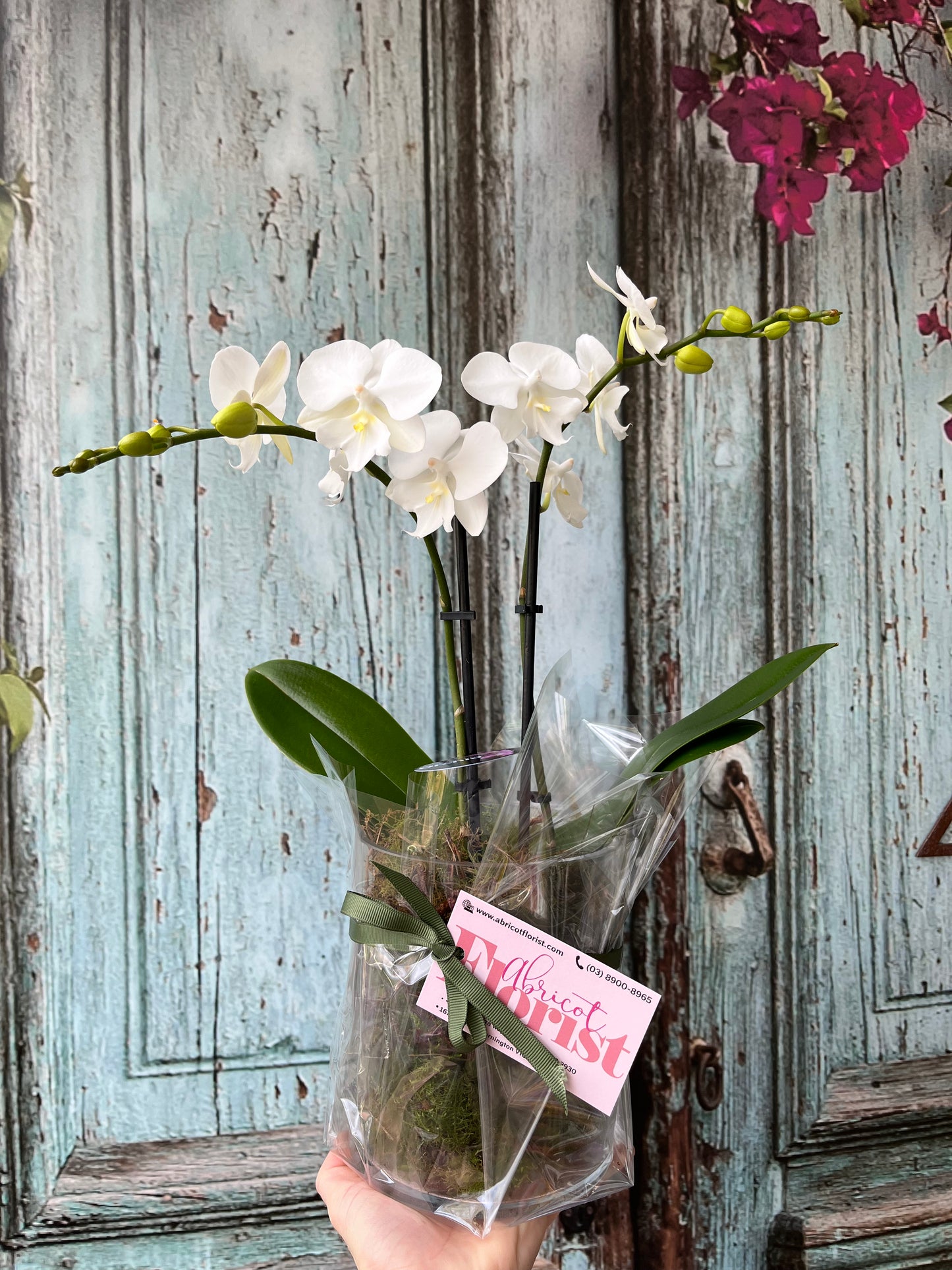 Miniature double spike orchid in glass container