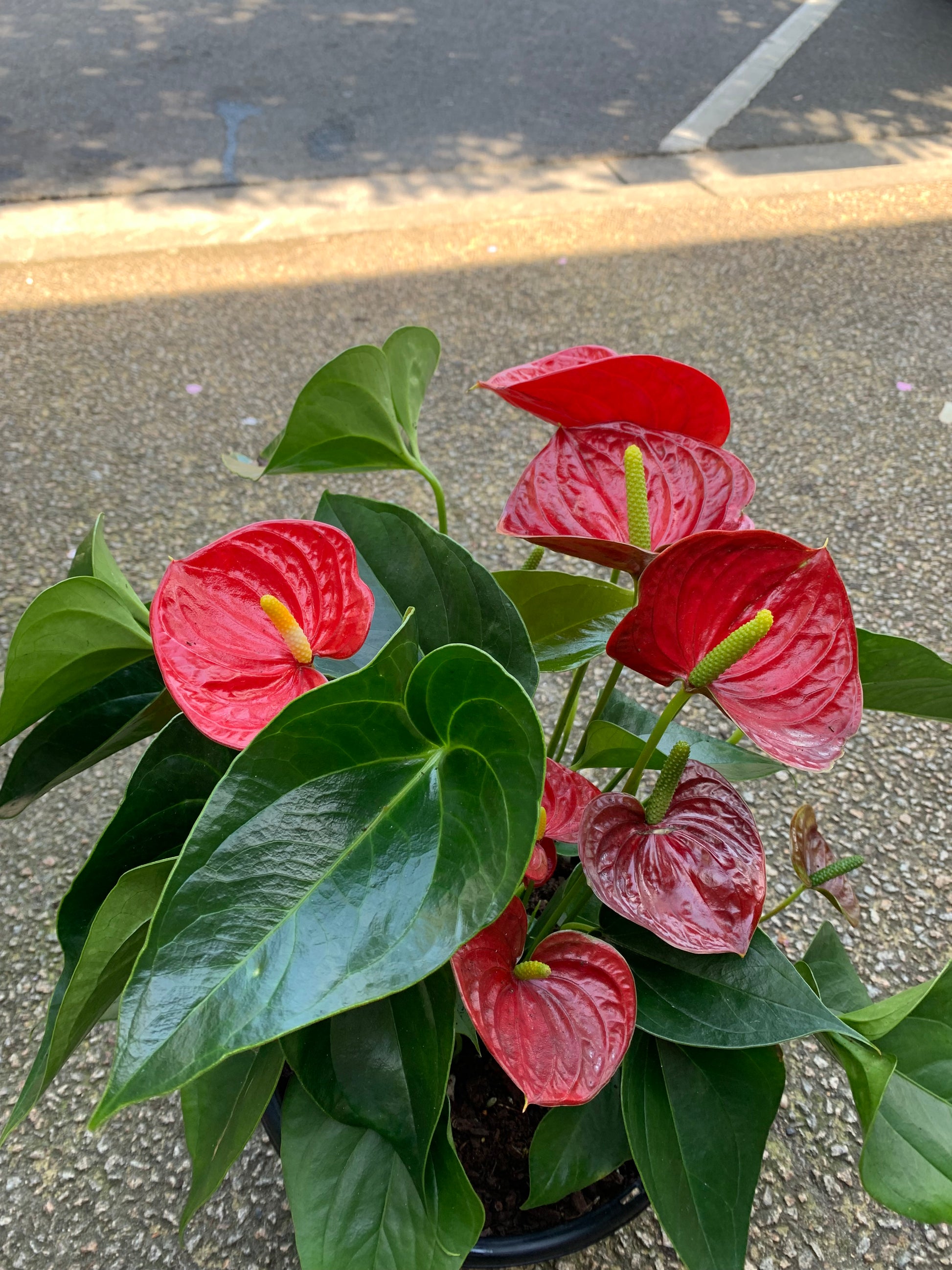anthurium laceleaf Anthurium Laceleaf Plant – Abricot Florist