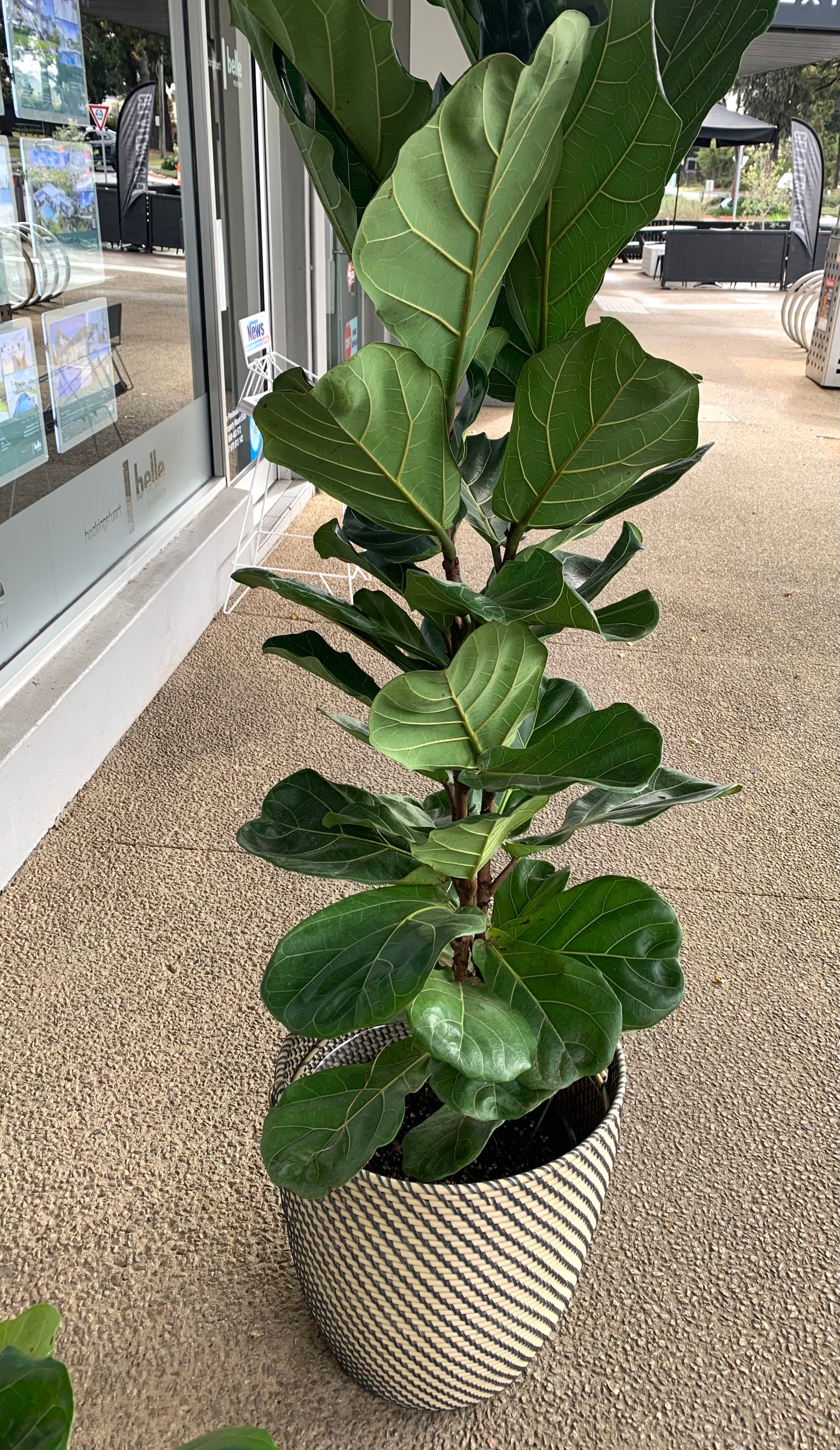fiddle leaf fig lux Fiddle Leaf Ficcus – Abricot Florist