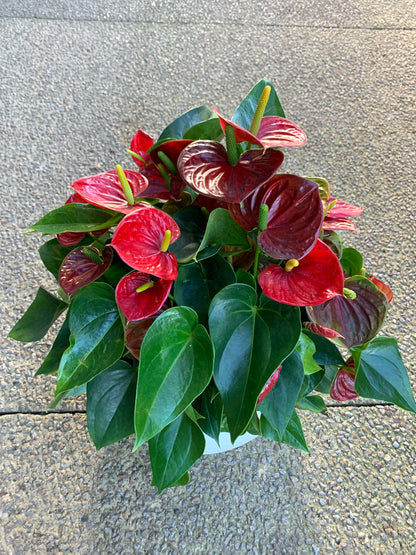 Anthurium Laceleaf Premium Plant in Ceramic Pot