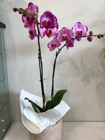 Premium Double Spike white Phalaenopsis Orchid in basket