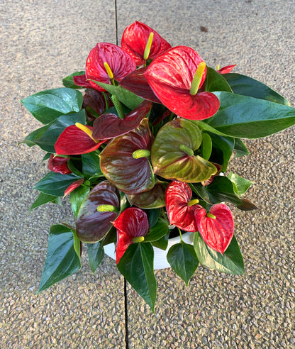 Anthurium Laceleaf Premium Plant in Ceramic Pot