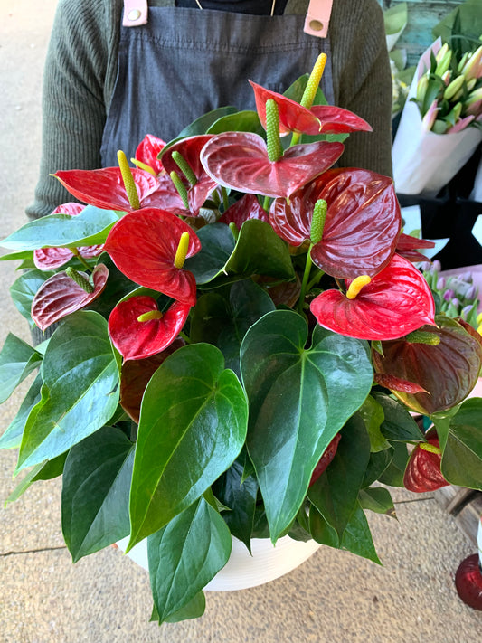 Anthurium Laceleaf Premium Plant in Ceramic Pot