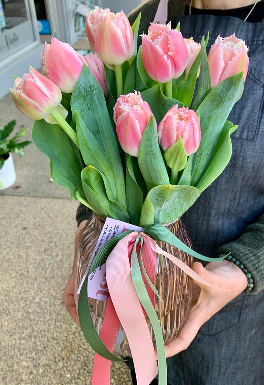 Tulipa