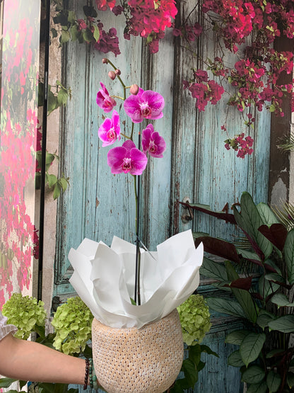 Phalaenopsis Orchid plant in basket