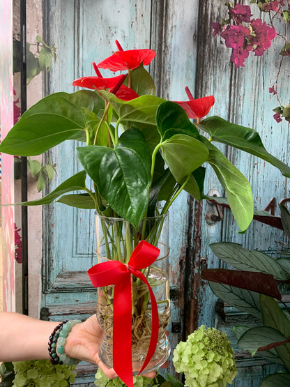 Anthurium plant in a glass vase