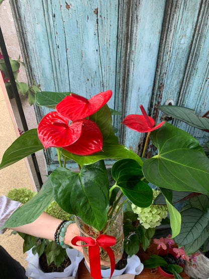 Anthurium plant in a glass vase
