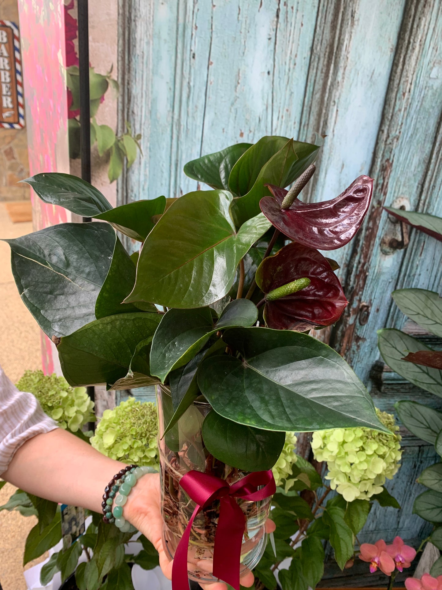 Anthurium plant in a glass vase