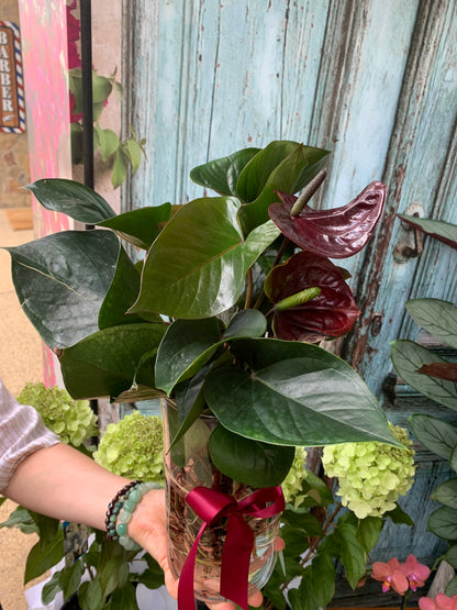 Anthurium plant in a glass vase