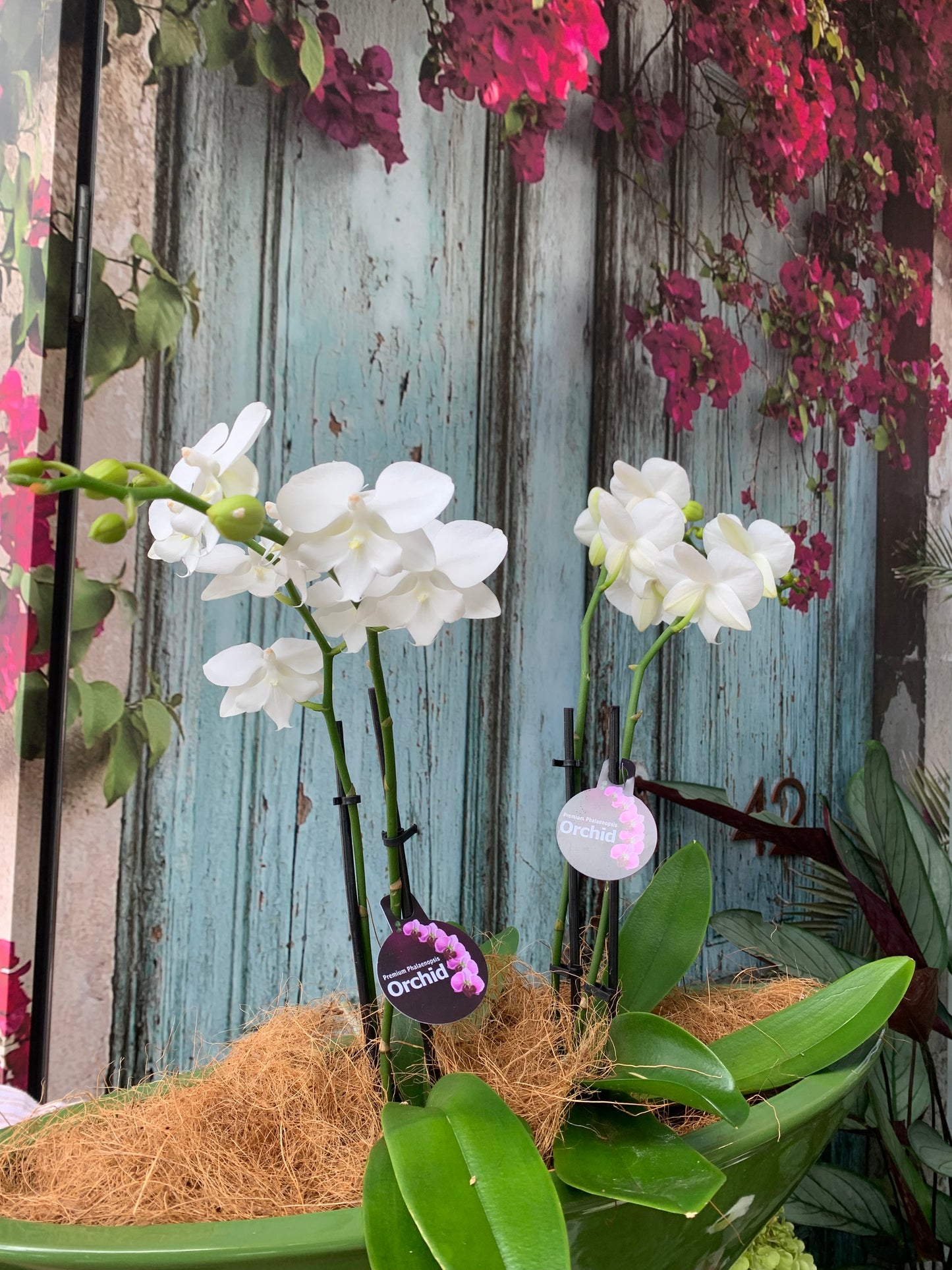 Boat of orchids