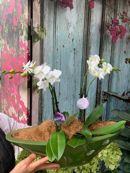 Boat of orchids