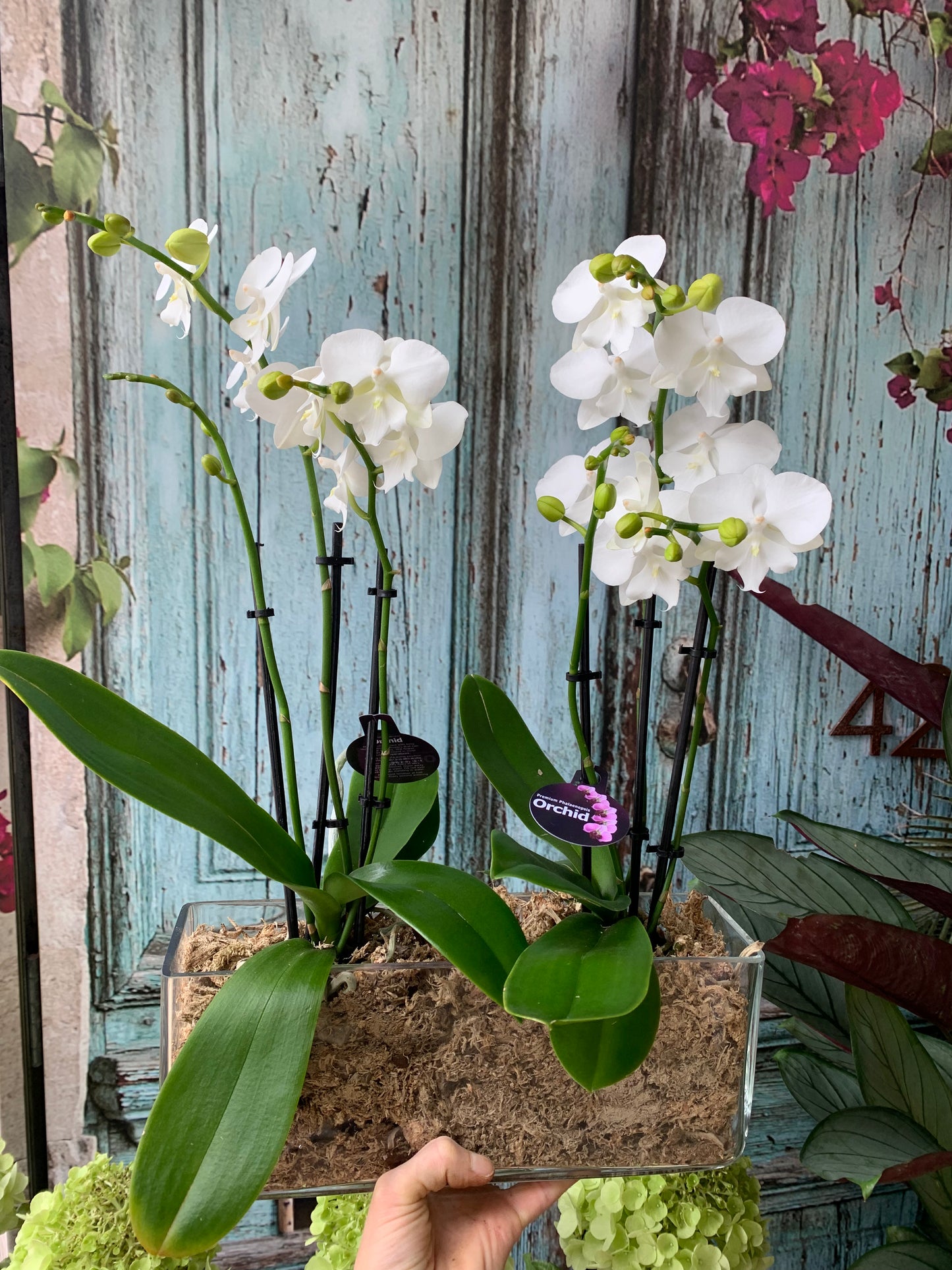Premium Phalaenopsis orchids in glass container