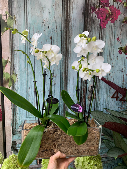 Premium Phalaenopsis orchids in glass container