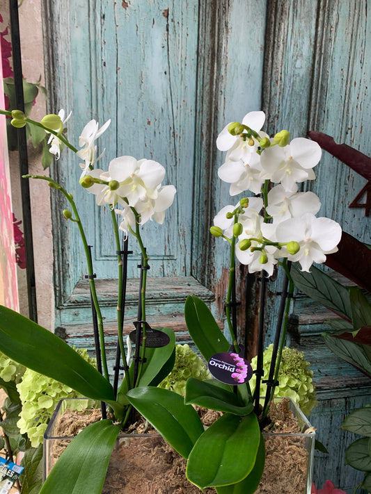 Premium Phalaenopsis orchids in glass container