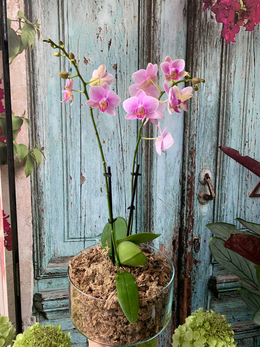 Premium Phalaenopsis
Orchid in glass container