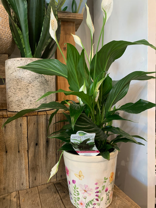 Peace lily