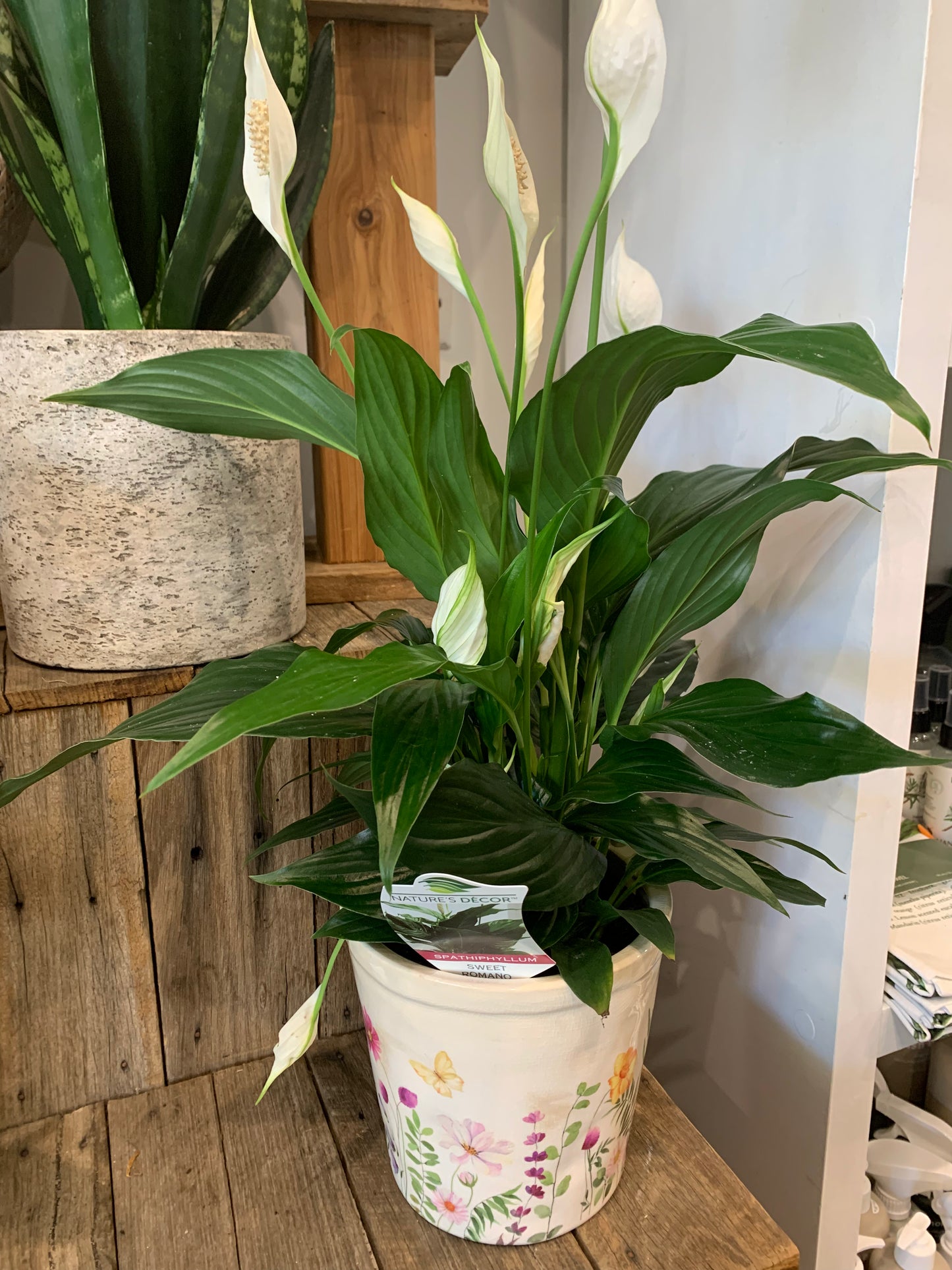 Peace lily