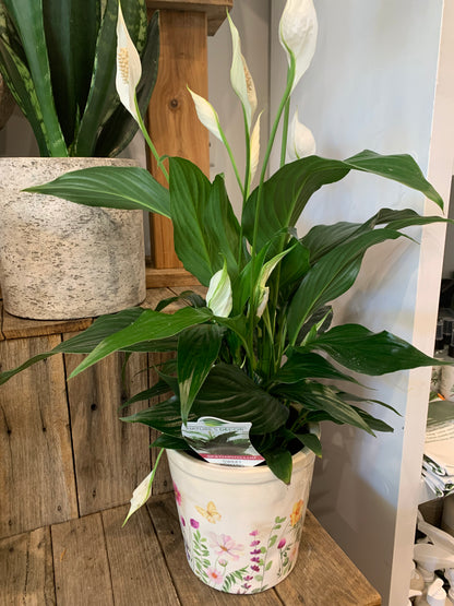 Peace lily