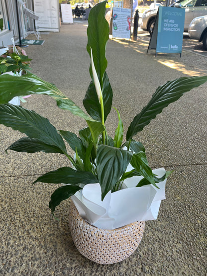 Peace Lily with basket
