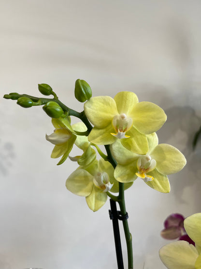 Premium Double Spike Phalaenopsis Orchid with ceramic pot