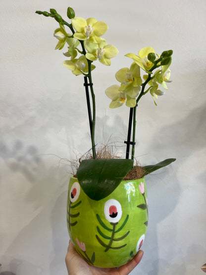 Premium Double Spike Phalaenopsis Orchid with ceramic pot