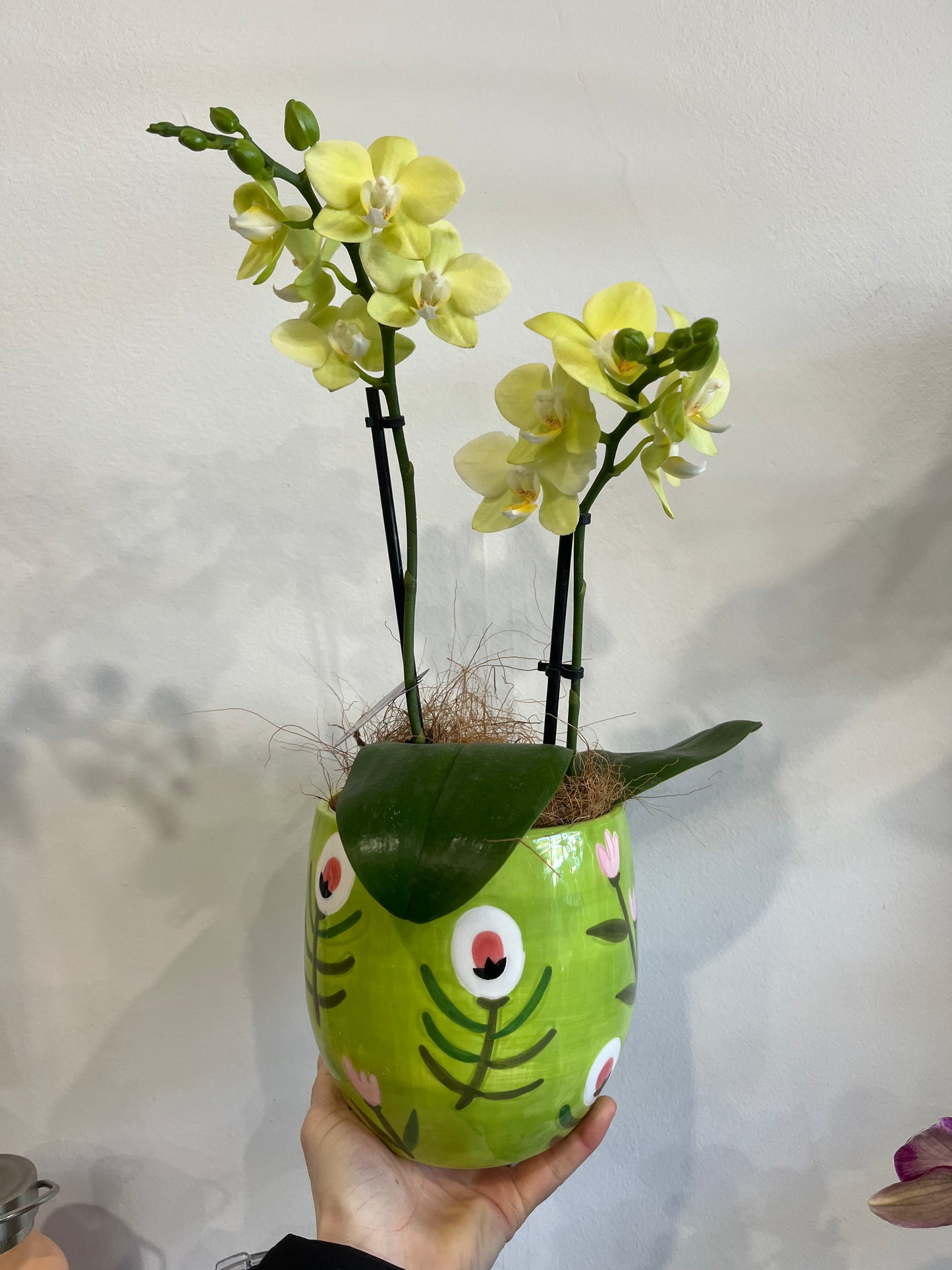 Premium Double Spike Phalaenopsis Orchid with ceramic pot