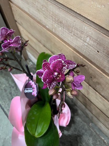 Premium Miniature Double Spike Phalaenopsis Orchid with pot