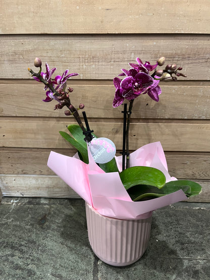 Premium Miniature Double Spike Phalaenopsis Orchid with pot