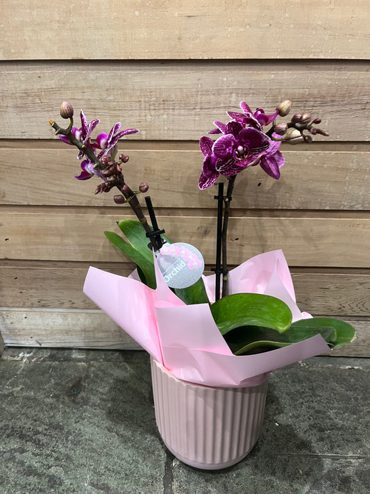 Premium Miniature Double Spike Phalaenopsis Orchid with pot