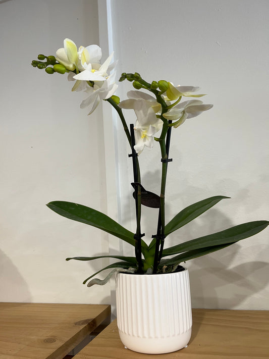 Premium Minature Double Spike Phalaenopsis orchid with pot