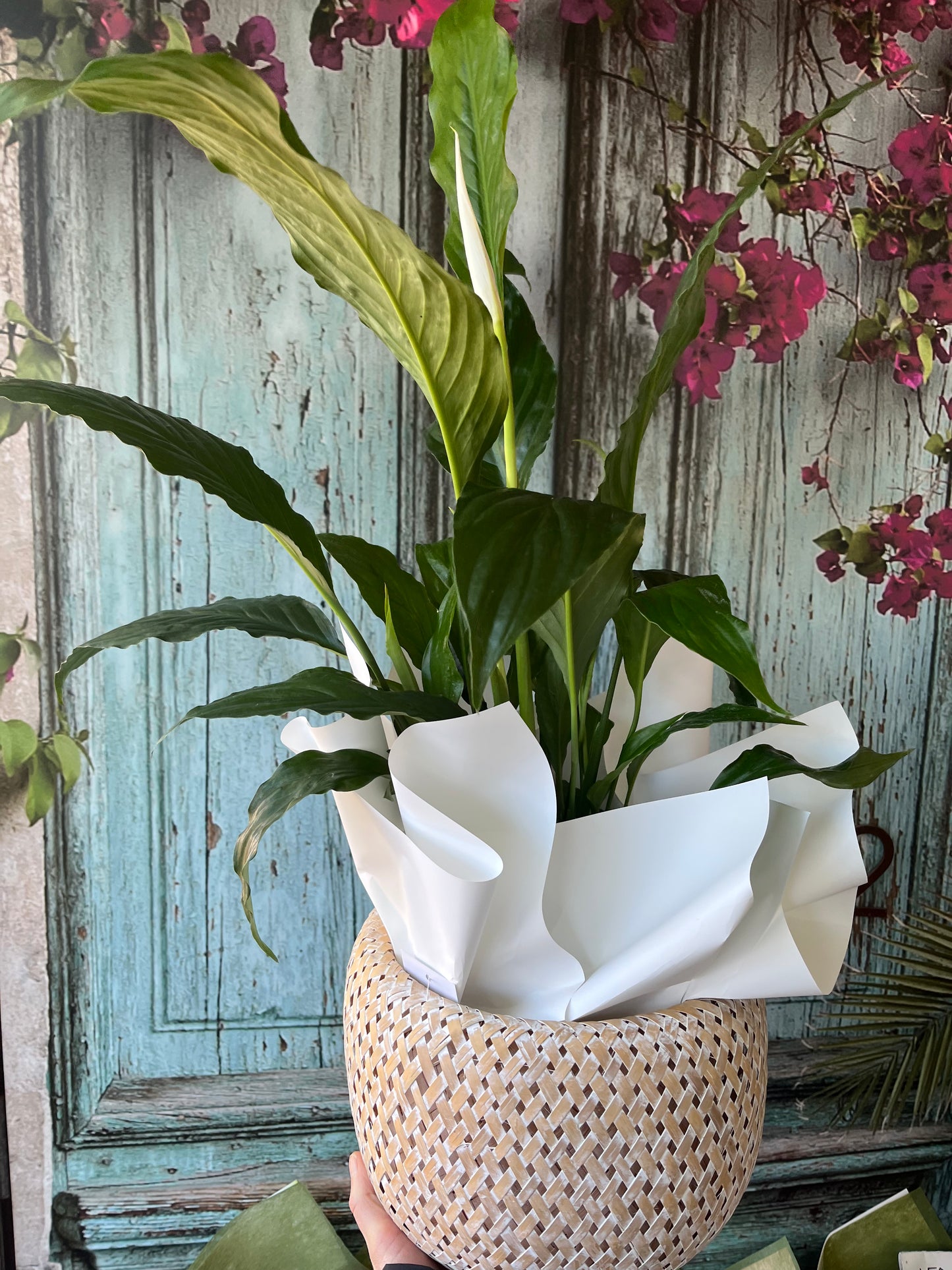 Peace Lily with basket