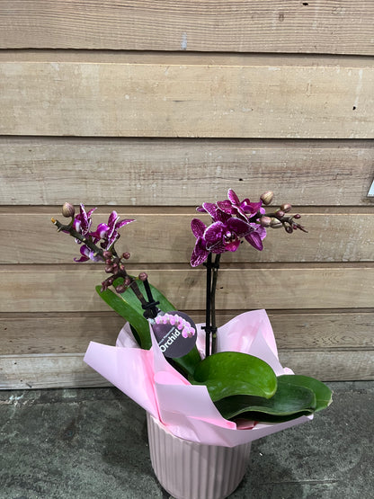 Premium Miniature Double Spike Phalaenopsis Orchid with pot