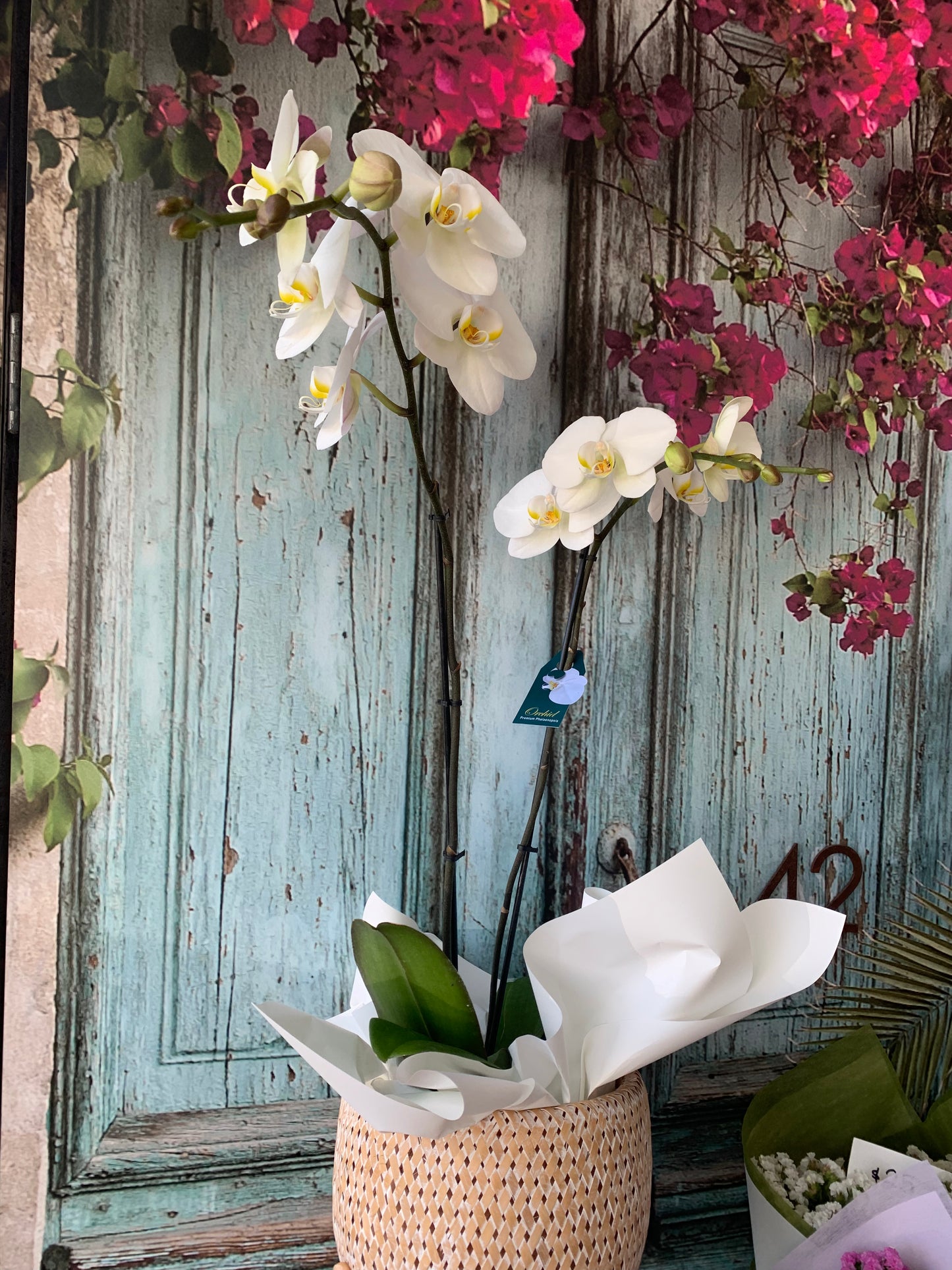 Premium Double Spike white Phalaenopsis Orchid in basket