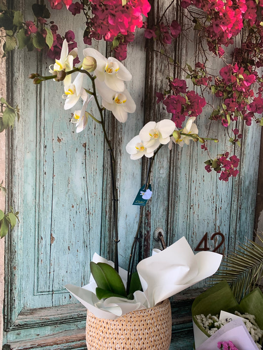 Premium Double Spike white Phalaenopsis Orchid in basket