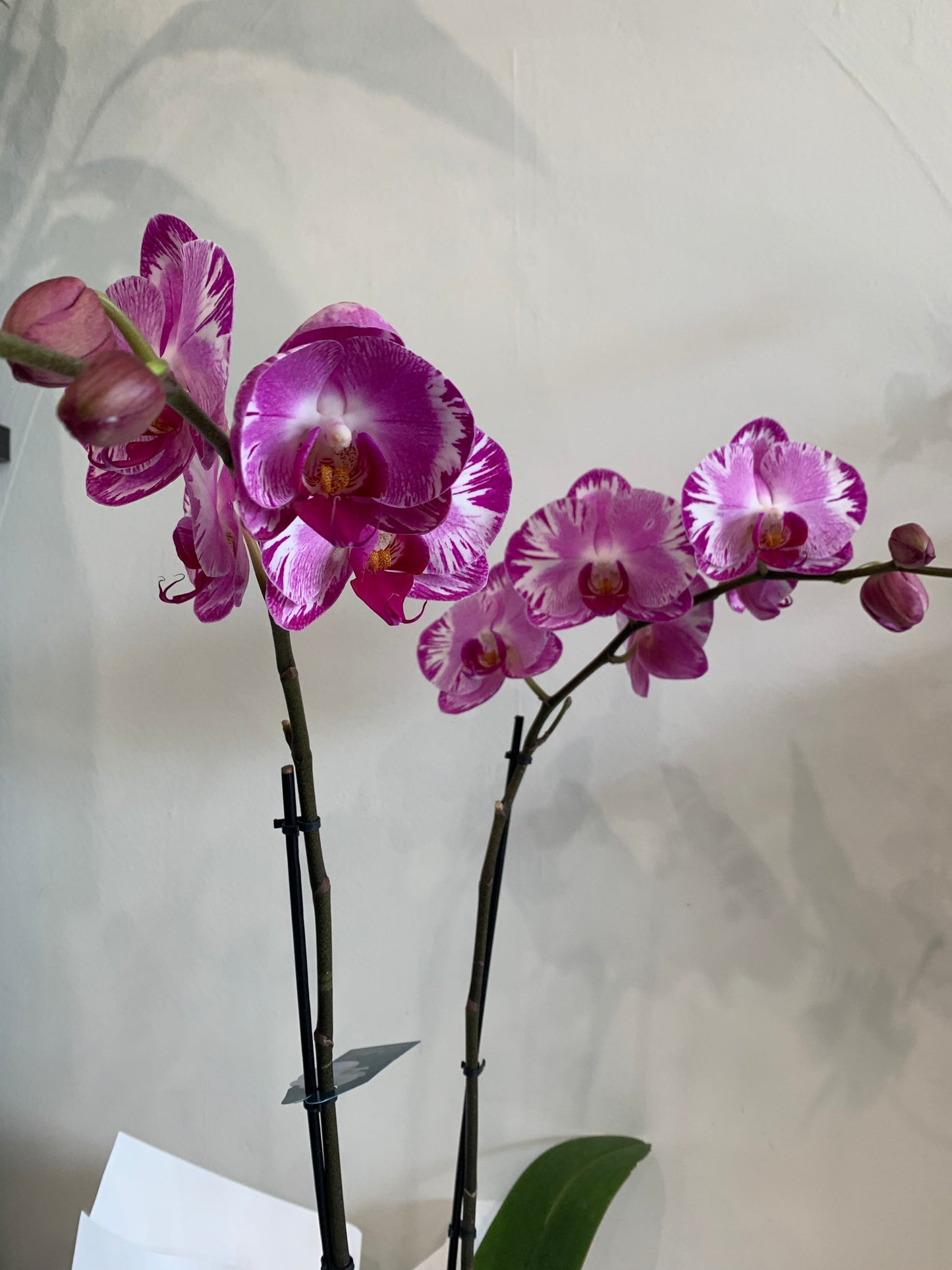 Premium Double Spike white Phalaenopsis Orchid in basket