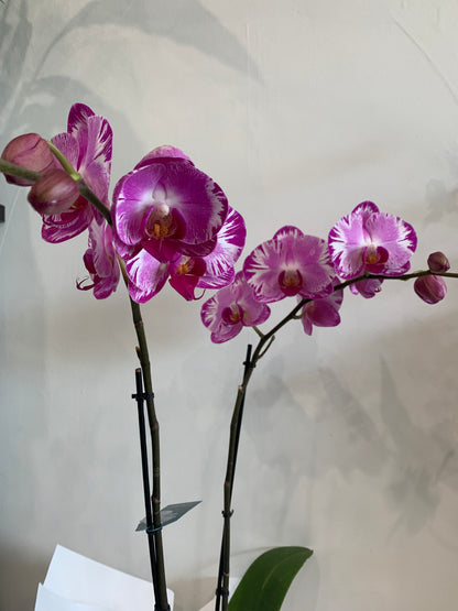 Premium Double Spike white Phalaenopsis Orchid in basket