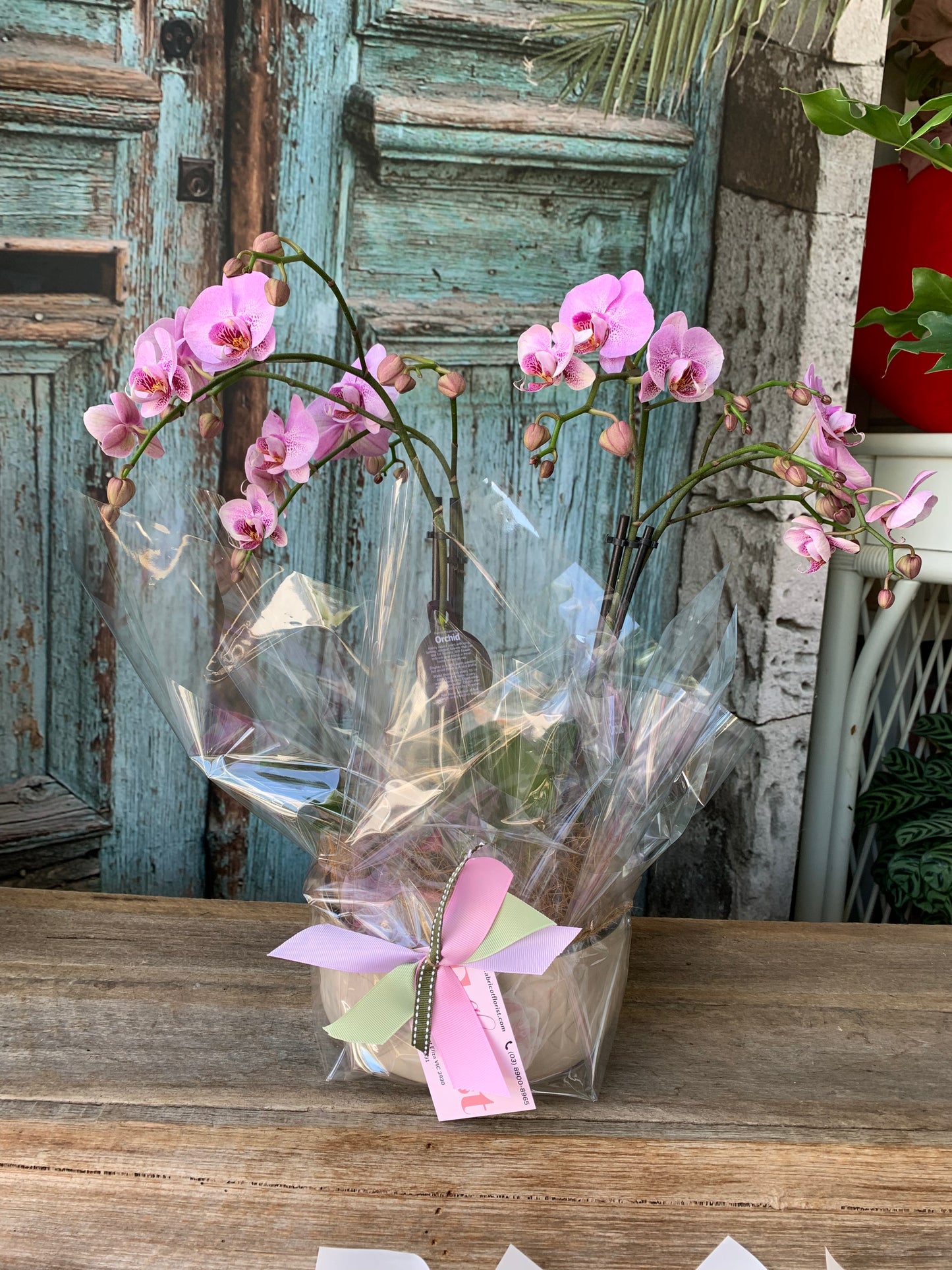 Phalaenopsis orchids in ceramic container