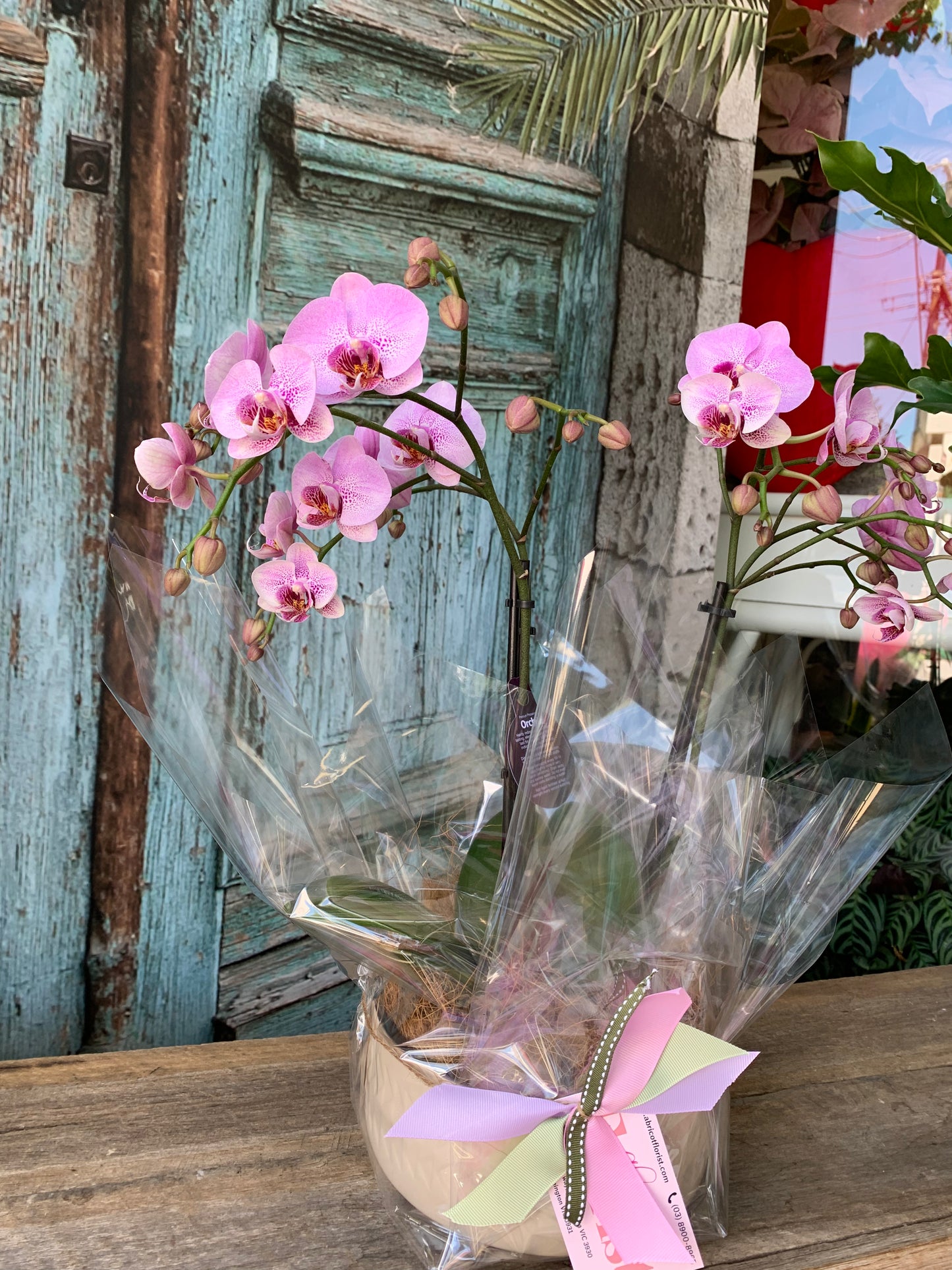 Phalaenopsis orchids in ceramic container