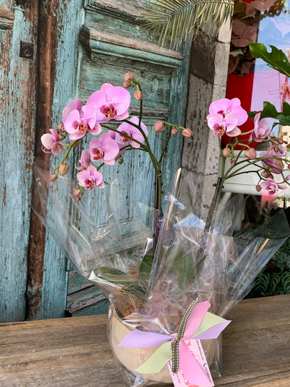 Phalaenopsis orchids in ceramic container