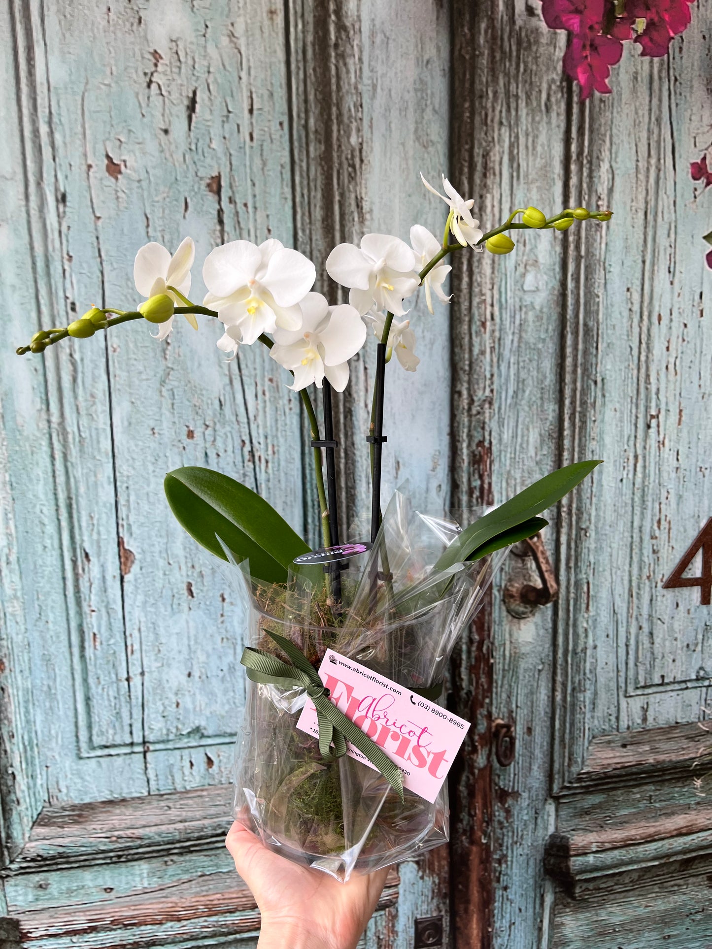 Miniature double spike orchid in glass container